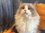 Malone - Ragdoll Cat For Sale - Saugerties&comma; NY&comma; US