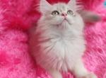 Castor - British Shorthair Kitten For Sale - NY&comma; US