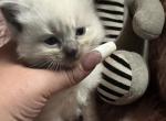 Male Kats ravishing ragdolls - Ragdoll Kitten For Sale - Lancaster&comma; PA&comma; US