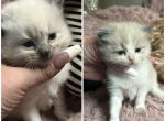 Kats Ravishing Ragdolls 2 kittens - Ragdoll Kitten For Sale - Lancaster&comma; PA&comma; US