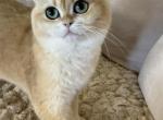 Golden British Shorthair - British Shorthair Cat For Sale - Gurnee&comma; IL&comma; US