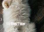 Saltine red flame point - Selkirk Rex Cat For Sale - 