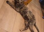 Kadira - Oriental Cat For Sale/Service - Mundelein&comma; IL&comma; US
