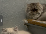 Miso persian munchkin - Persian Cat For Sale - 