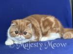 Linda - Exotic Kitten For Sale - Yucca Valley&comma; CA&comma; US