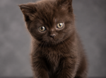 Rocky - Scottish Straight Kitten For Sale - 