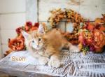 Sven Polydactyl Red Male - Maine Coon Kitten For Sale - 