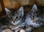 Main Coon Kittens with Breeding Rights - Maine Coon Kitten For Sale - Bellevue&comma; TN&comma; US