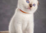 Oreo - Scottish Fold Kitten For Sale - 