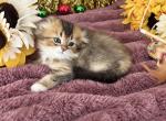 Fluffy Scottish Fold Longhair Boy - Scottish Fold Kitten For Sale - Orlando&comma; FL&comma; US