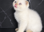 Vanilla - Scottish Fold Kitten For Sale - Webster&comma; NY&comma; US