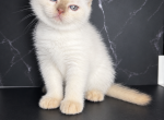 Cookie - Scottish Fold Kitten For Sale - 