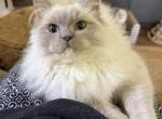 Pancake - Ragdoll Kitten For Sale - Saugerties&comma; NY&comma; US