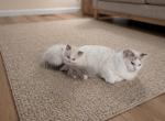 Momo & Mochi - Ragdoll Kitten For Adoption - Roslyn&comma; NY&comma; US
