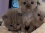 The Fall Colors Litter - Ragdoll Kitten For Sale - 