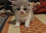 Jordan - Scottish Fold Kitten For Sale - PA&comma; US