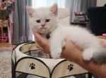 Blue point white Scottish straight girl - Scottish Straight Kitten For Sale - Ballwin&comma; MO&comma; US