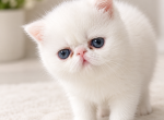 Exotic shorthair - Exotic Kitten For Sale - Hollywood&comma; FL&comma; US
