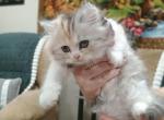 Calico Scottish long hair girl - Scottish Straight Kitten For Sale - Ballwin&comma; MO&comma; US