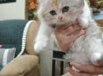 Calico Scottish long hair girl - Scottish Straight Kitten For Sale - 