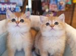 Meet LEO - British Shorthair Kitten For Sale - 