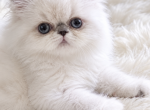Snowy - Himalayan Kitten For Sale - Manhattan Beach&comma; CA&comma; US