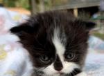 Scarecrow - Minuet Kitten For Sale - Neosho&comma; MO&comma; US