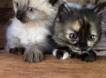 4 Kittens - Domestic Kitten For Sale - Vancouver&comma; WA&comma; US