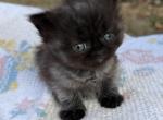 Cricket - Minuet Kitten For Sale - 