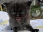 Pixie - Minuet Kitten For Sale - Neosho&comma; MO&comma; US