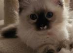 Magnolia - Ragdoll Kitten For Sale - Sacramento&comma; CA&comma; US