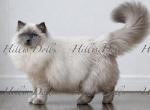 The Sea of Traditional BluePoints - Ragdoll Kitten For Sale - Millersport&comma; OH&comma; US