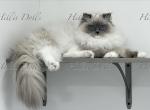 Health Tested x Passed - Ragdoll Kitten For Sale - Millersport&comma; OH&comma; US