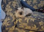 Chocolate Point Munchkin Female Kitten - Munchkin Kitten For Sale - 