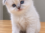 Princess white and blue - Scottish Fold Kitten For Sale - 