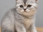 Lady silver - British Shorthair Kitten For Sale - 