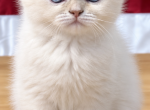 Lioness - British Shorthair Kitten For Sale - 