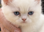 Lioness - British Shorthair Kitten For Sale - Fairview&comma; NJ&comma; US