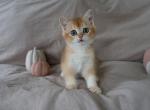 Benny - British Shorthair Kitten For Sale - Wrightsville&comma; PA&comma; US