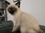 Nikolai - Scottish Straight Kitten For Sale - Hallandale Beach&comma; FL&comma; US