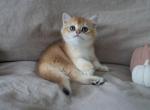 Grayson - British Shorthair Kitten For Sale - Wrightsville&comma; PA&comma; US