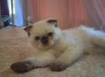 Nike - Scottish Fold Kitten For Sale - PA&comma; US