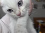 Fluffy - Domestic Kitten For Sale - Pensacola&comma; FL&comma; US
