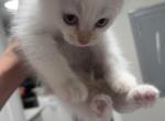 Lily - Domestic Kitten For Sale - Pensacola&comma; FL&comma; US