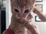 Tiger - Domestic Kitten For Sale - Pensacola&comma; FL&comma; US