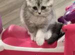 Rocky - Scottish Fold Kitten For Sale - Apollo Beach&comma; FL&comma; US