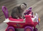 Rocky - Scottish Fold Kitten For Sale - Apollo Beach&comma; FL&comma; US