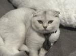 Two Scottish Folds Left - Scottish Fold Kitten For Sale - Auburn&comma; WA&comma; US
