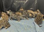 Storm and Chip litter - Bengal Kitten For Sale - 