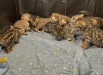 Coconut and chips litter - Bengal Kitten For Sale - 